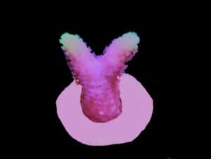 SDC Seri: Pinkalicious Cult