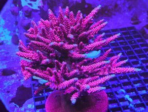 SDC Acro CB Maleficent Cult