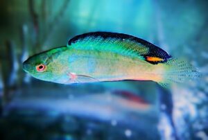 Wrasse: Black Fin Fairy; Male