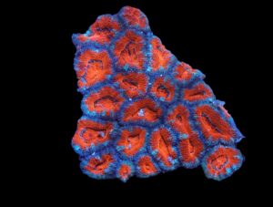 Brain: Acan Lords; Red Super; Aust