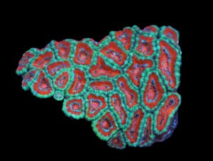 Brain: Acan Lords; Red Super; Aust