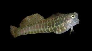 Blenny: Golden Tiger