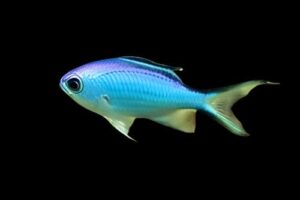 Damsel: Blue Reef Chromis; Atl.