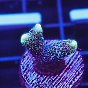 SDC Monti: German Blue Digi Cul