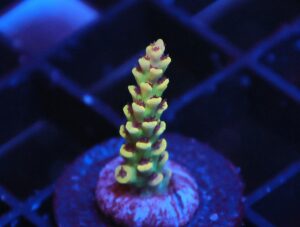 SDC Acro Yellowjacket Cult