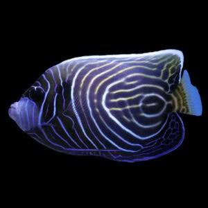 Angel: Imperator; Changing