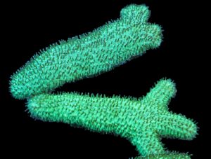 LPS: Tongue Coral; Green Aust