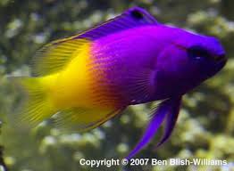 Basslet: Royal Gramma; Brz.