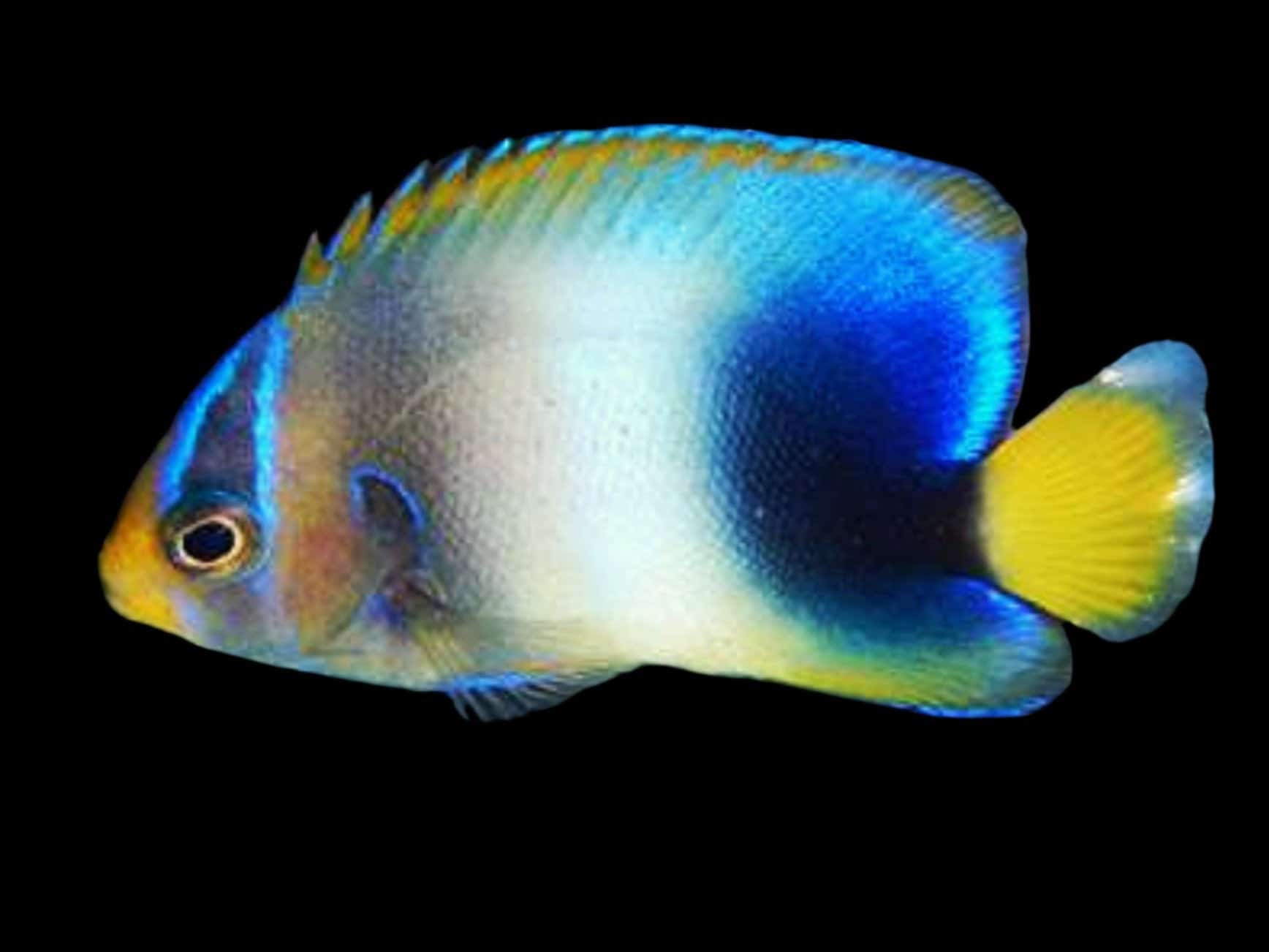 Angel: Africanus; Juv.