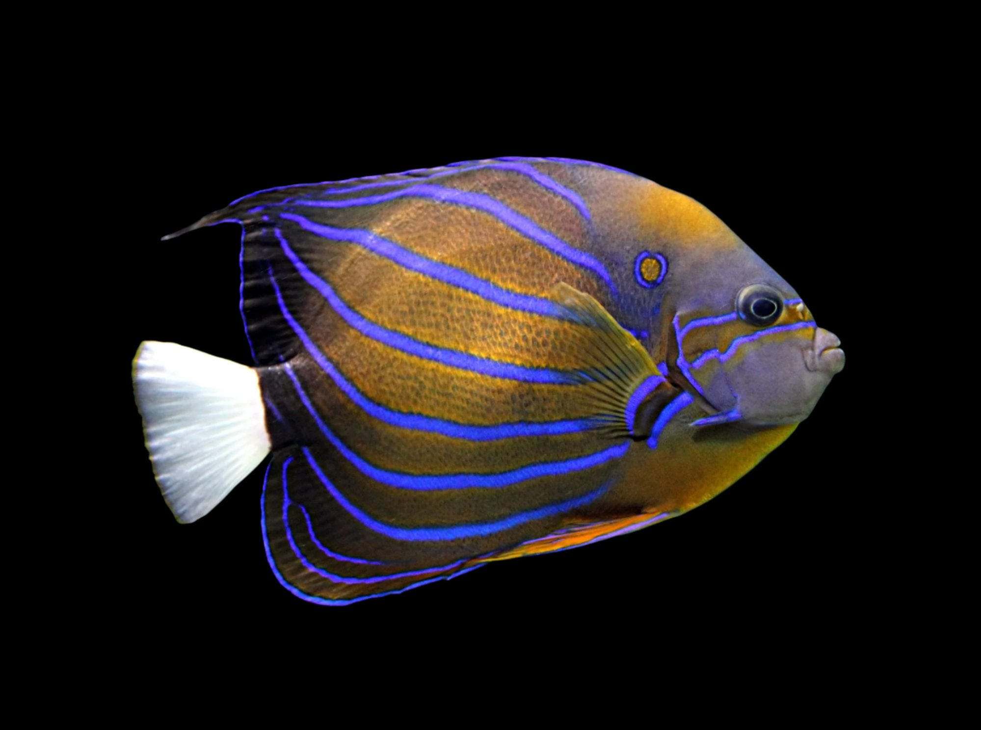 Angel: Annularis; Adult