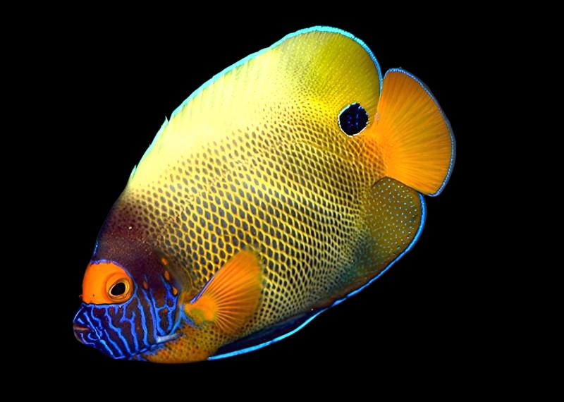 Angel: Blueface; Adult; Aust