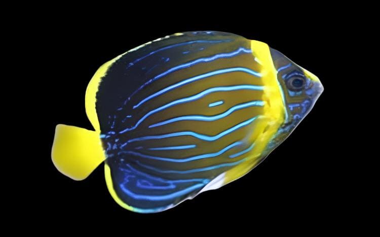 Angel: Blueline; Japan Juv