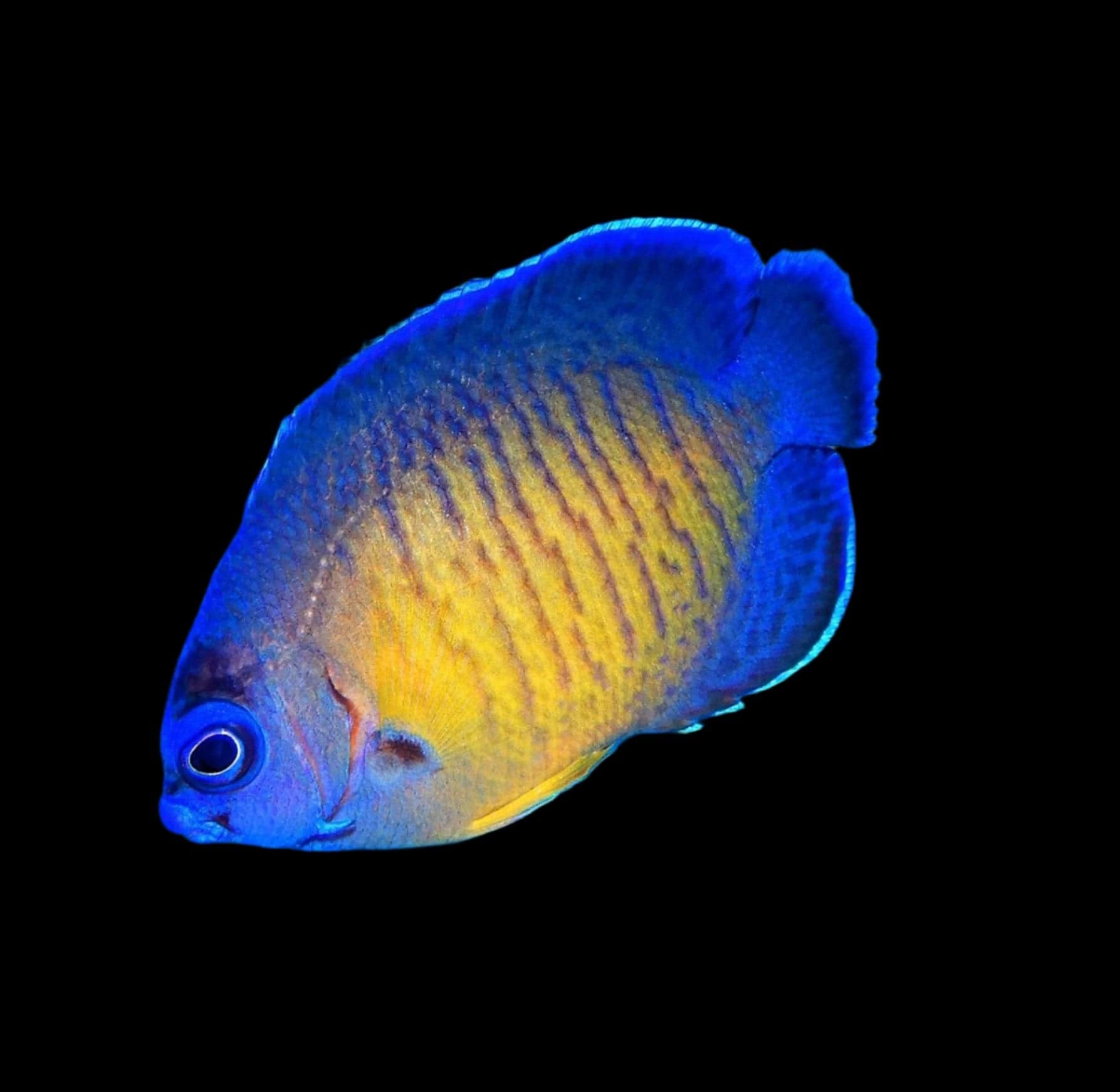 Angel: Coral Beauty; Cap Bred
