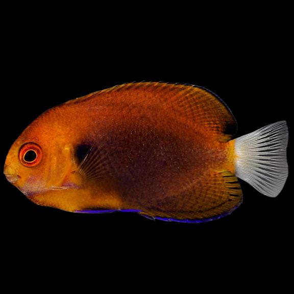 Angel: Fishers; Haw.