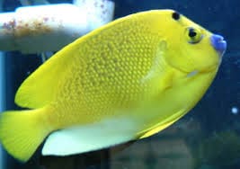 Angel: Flagfin; Fiji