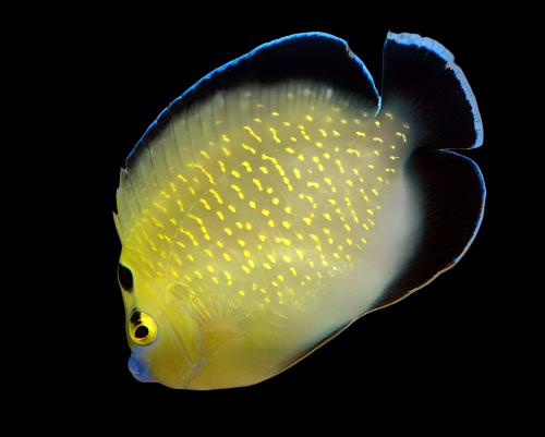 Angel: Goldflake; Xmas.