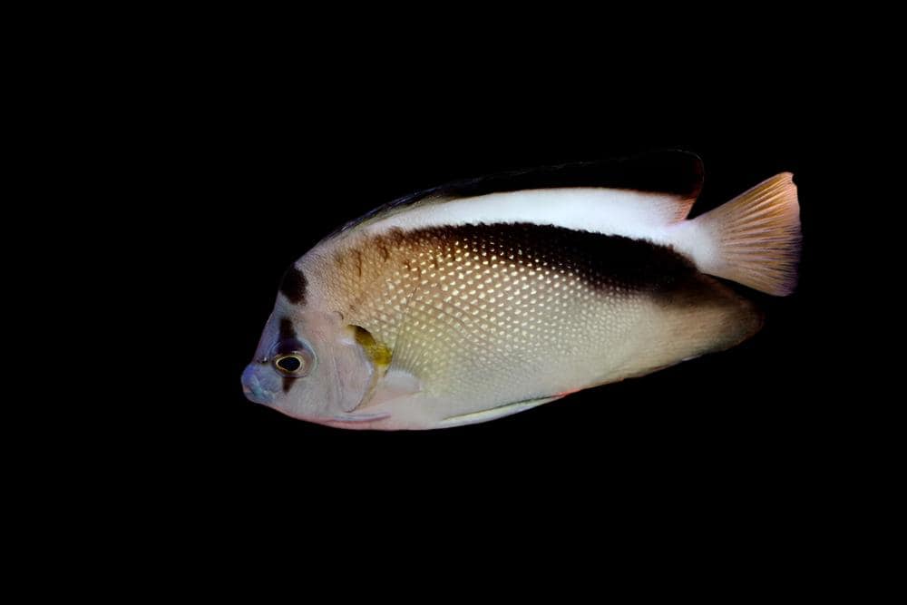 Angel: Griffis; Hawaii