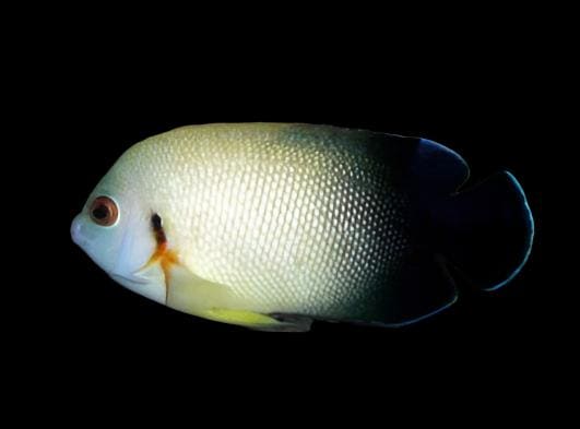 Angel: Half Black;Mar