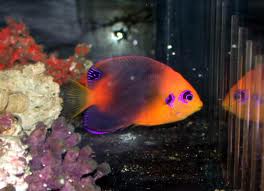 Angel: Hotumatua; Haw.