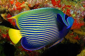 Angel: Imperator; Australia