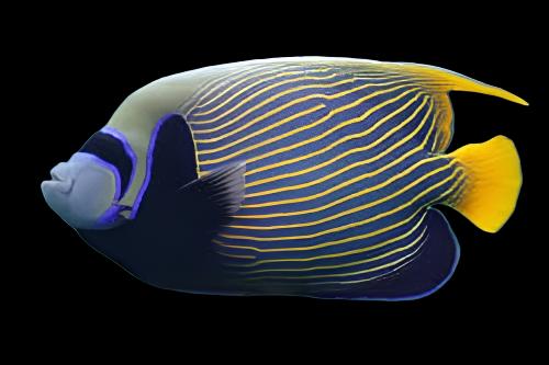 Angel: Imperator; Adult; Hawaii