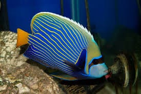 Angel: Imperator; Adult;Red Sea