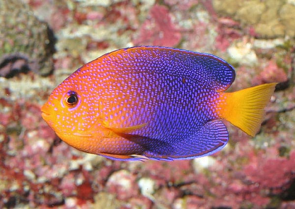 Angel: Interruptus; Japan; Juv