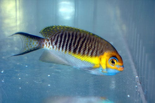 Angel: Masked Swallowtail; Male