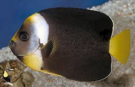 Angel: Personifer; Fem Aus.