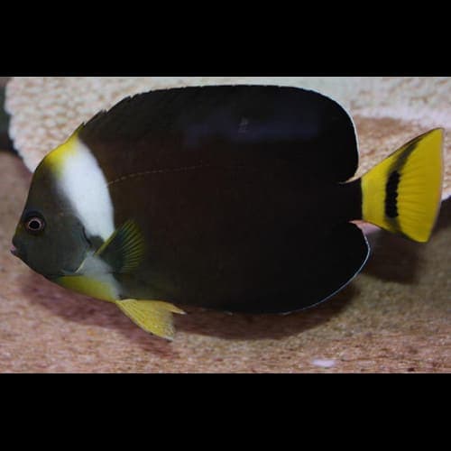 Angel: Personifer;TRUE;Male