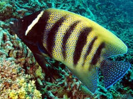 Angel: Six Bar; Fiji