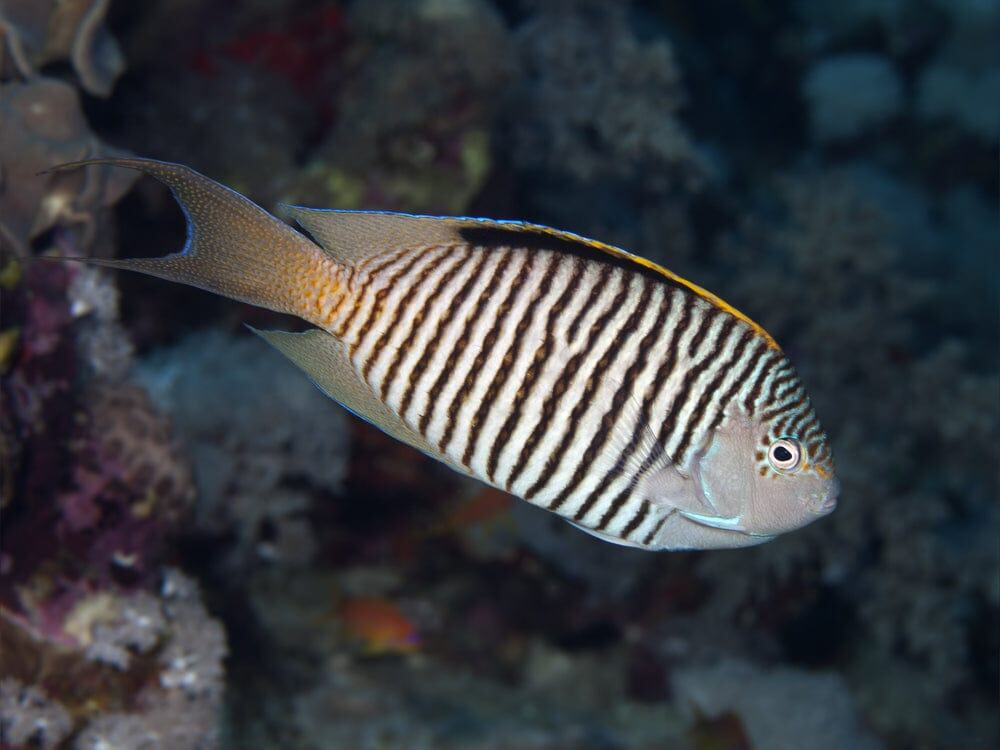 Angel: Zebra caudovitatus; Male