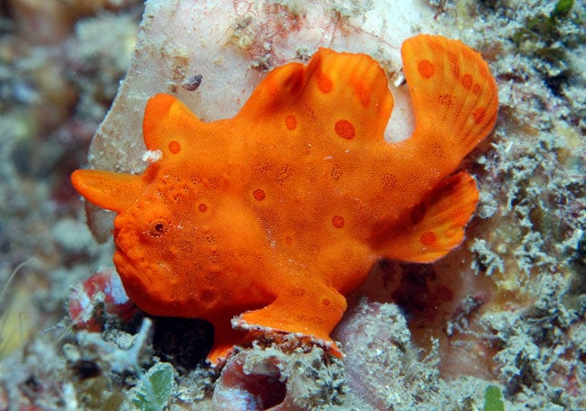 Angler: Colored; Atl.