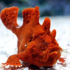 Angler: Orange; Super