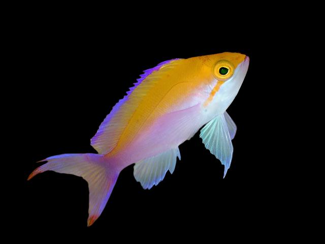 Anthias: Bicolor