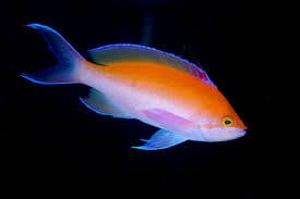 Anthias: Bicolor; Hawaii