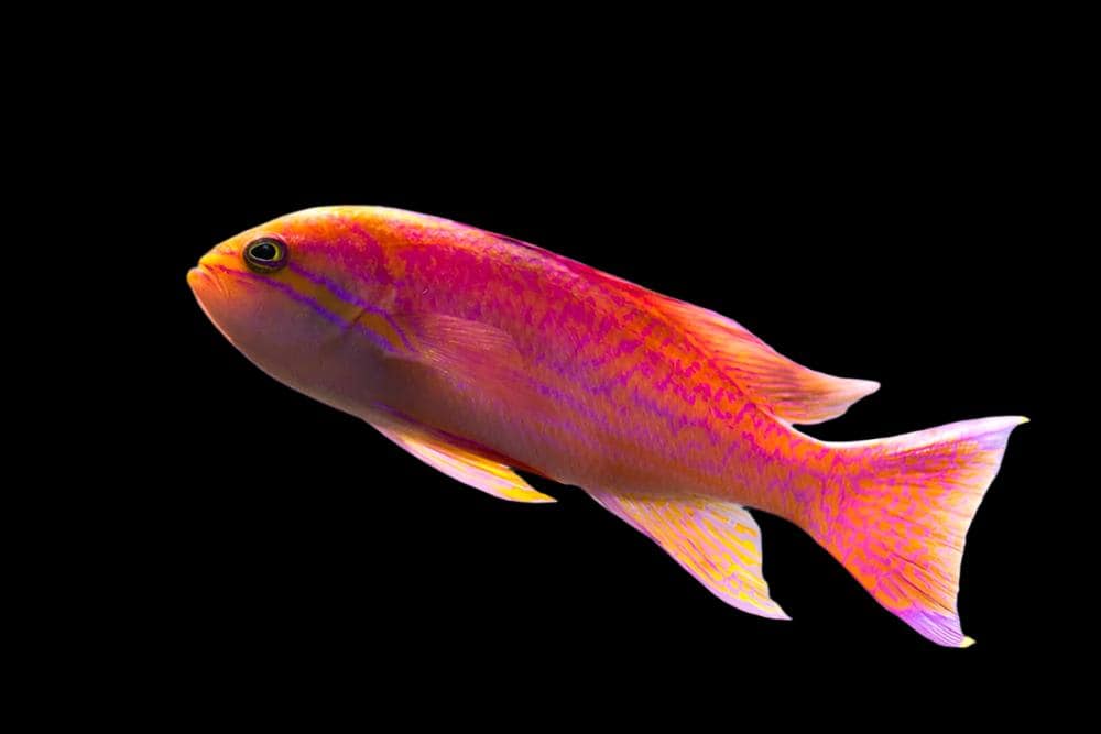 Anthias: Bimaculatus; Male