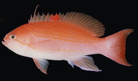 Anthias: Bloodspot; Male