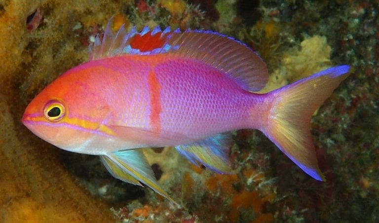 Anthias: Charlenes; Male