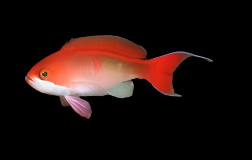 Anthias: Coopers; Haw.