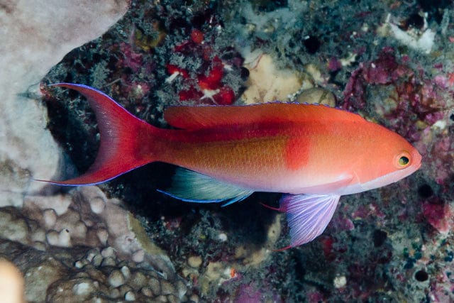 Male Coopers Anthias Pseudanthias cooperi reef fish with red band and pink coloration