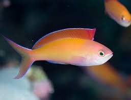 Anthias: Dispar; Male; Marshall