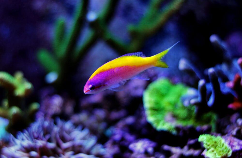 Anthias: Evansi; Female