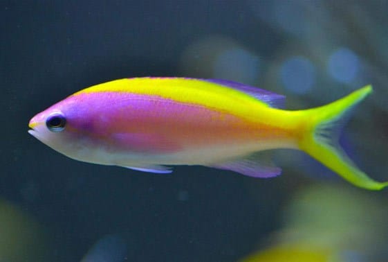 Anthias: Evansi; Fem; Maldives
