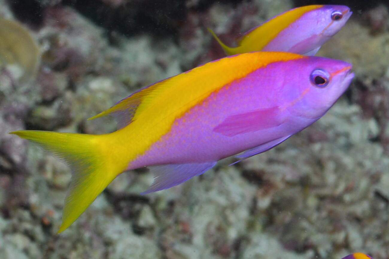 Anthias: Evansi; Male; Maldives