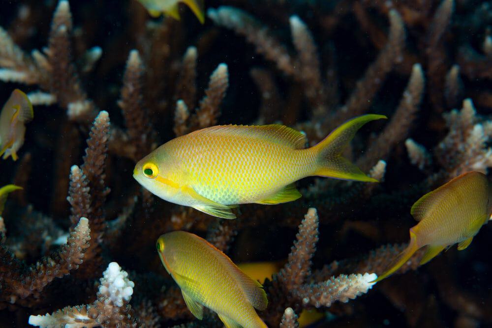 Anthias: Huchtii; Female