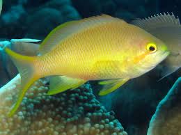 Anthias: Huchtii; Female; Sol.