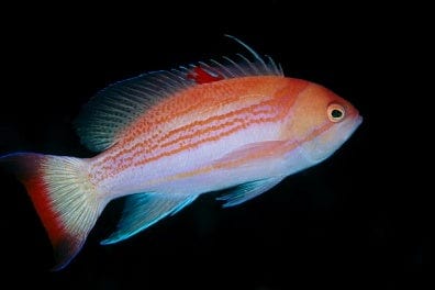Anthias: Luzon; Male