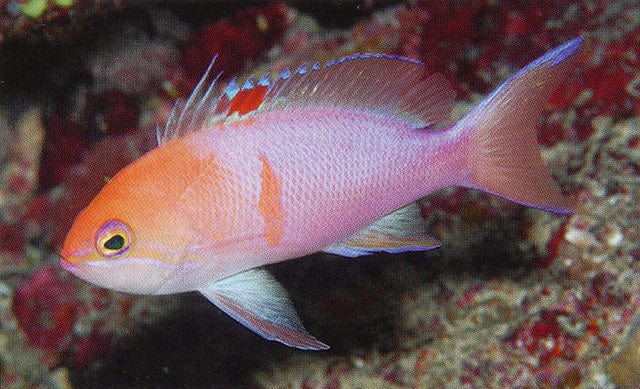 Anthias: Orange Bar; Male