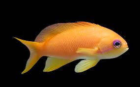 Anthias: Or. (Blue Eye); F; Fij